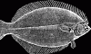 Winter Flounder, Pseudopleuronectes americanus Flounder